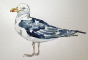 Helen Lee – Black Backed Gull