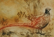 Helen Lee - Pheasant