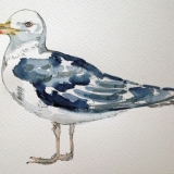 Helen Lee – Black Backed Gull