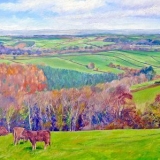 Jon Lincoln Gordon Higher Hacknell cows