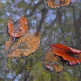 Laura Alexandra Tacey - Nature's Treasures