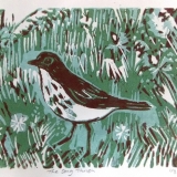 Louise Thompson - Song Thrush