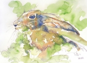 Robert Walker Young Hare